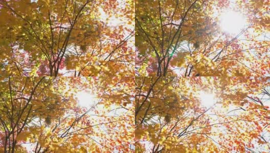 淘金镜头:秋天离开美丽的阳光背景在乌拉班市荻沼池，福岛，日本高清在线视频素材下载