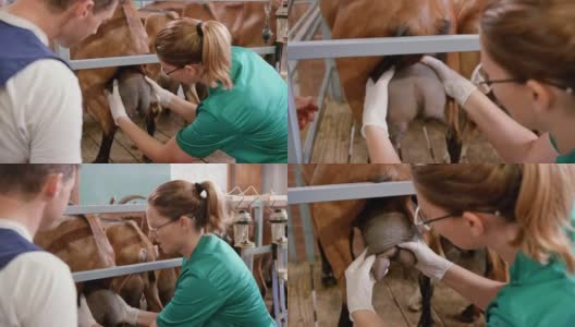 Female veterinarian examining the goat's udder and teats高清在线视频素材下载