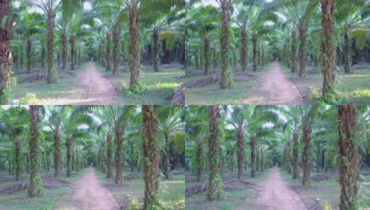 泰国攀雅省油棕榈种植园鸟瞰图高清在线视频素材下载