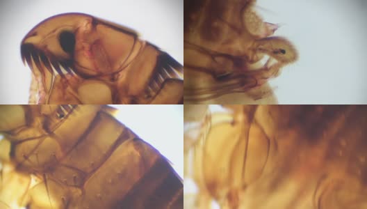 光显微镜下食水虻目跳蚤高清在线视频素材下载