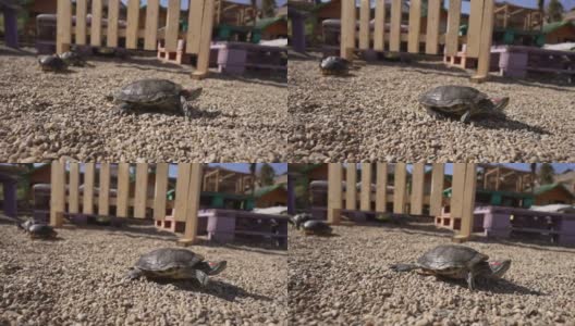 在动物救助中心协会，海龟在阳光明媚的日子里探险高清在线视频素材下载