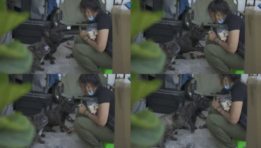 快乐的亚洲女人在家里训练她的法国斗牛犬。高清在线视频素材下载