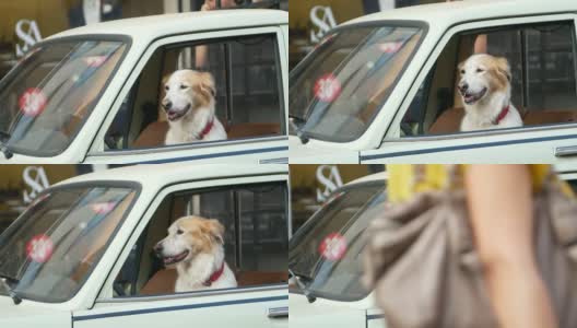从车窗向外看的金毛猎犬高清在线视频素材下载
