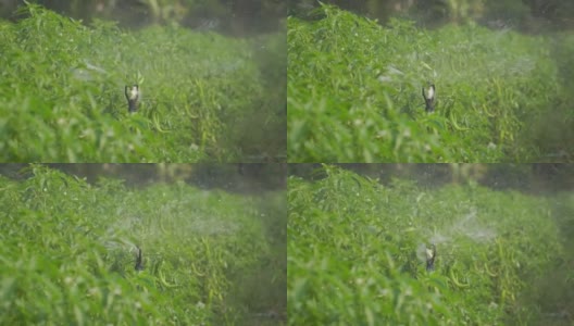 辣椒农业农田灌溉系统高清在线视频素材下载