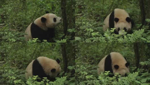 一只寻找食物的大熊猫。高清在线视频素材下载