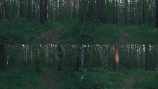 在黑暗浓密的森林小路上快速奔跑高清在线视频素材下载