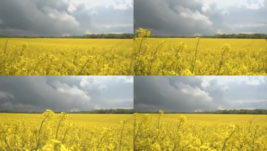 近距离观察:令人惊叹的黄色油菜花在田间随风摇曳高清在线视频素材下载