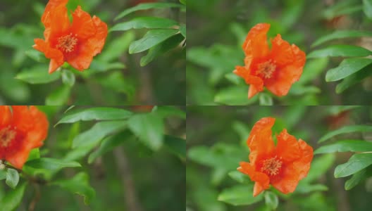 石榴树的花朵。高清在线视频素材下载