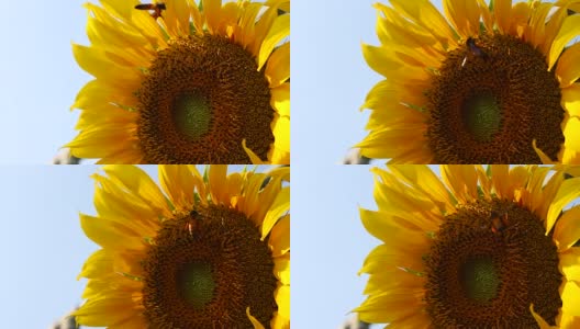 蜜蜂飞着黄色的向日葵高清在线视频素材下载