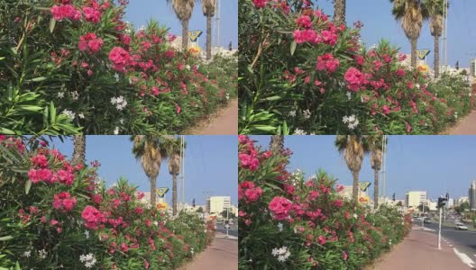 在以色列的奈坦亚市出售鲜花和植物的街头商店高清在线视频素材下载