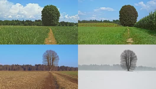 冬、春、夏、秋在草地上的一棵大树高清在线视频素材下载