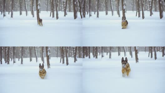 牧羊犬。牧羊犬在雪地里奔跑高清在线视频素材下载