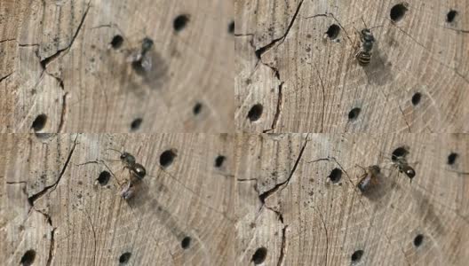 春天里，野蜂在昆虫旅馆的庇护所前飞翔。由木干、竹子制成。高清在线视频素材下载