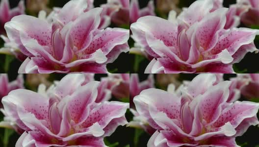 美丽的百合花在花园里高清在线视频素材下载