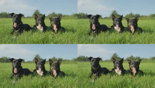 照片:三只可爱的黑小狗躺在草地上。高清在线视频素材下载