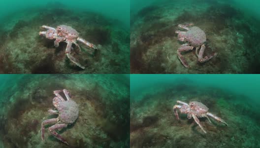 俄罗斯巴伦支海海底的巨型帝王蟹。高清在线视频素材下载
