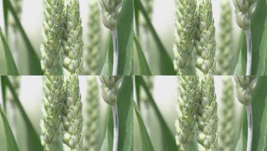 阳光和风下生长的绿色小麦高清在线视频素材下载