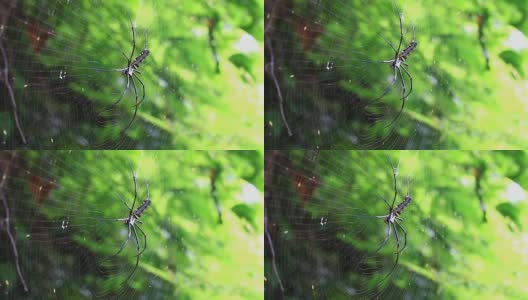 巨大的蜘蛛捕食昆虫。高清在线视频素材下载
