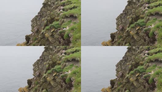 崎岖不平的设得兰群岛上的一群海雀高清在线视频素材下载