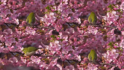 日本白眼和樱花高清在线视频素材下载