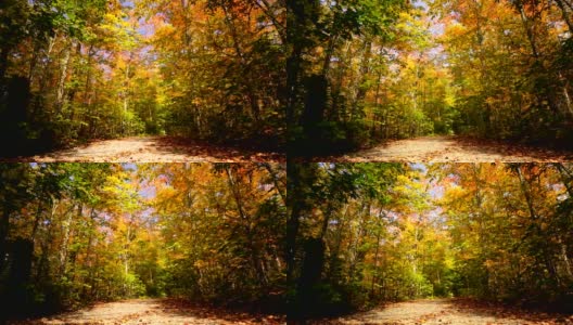 秋天，加拿大安大略省的乡间小路两旁是枫树高清在线视频素材下载