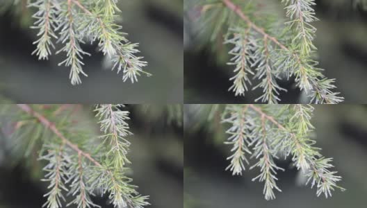 一棵圣诞树上的绿色树枝，上面的尖针在风中摆动高清在线视频素材下载