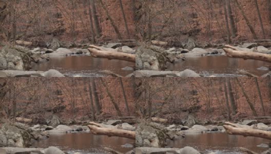 石溪，两个人走在背景-石溪公园-华盛顿特区-秋天高清在线视频素材下载