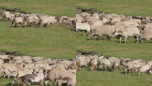 一群羊在草原上散步高清在线视频素材下载