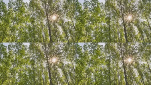 绿色的森林。松树仙林。树模式。镜头在森林里移动。夏天的森林绿意盎然。湖上的日落。相机向右移动，4k延时。Hyperlapse高清在线视频素材下载