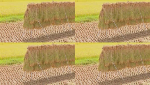 在稻田里自然晾干的收获的稻穗高清在线视频素材下载