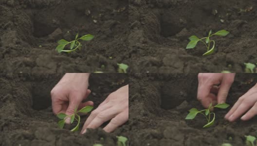 农民在土壤中手工种植和拉直花椒苗高清在线视频素材下载