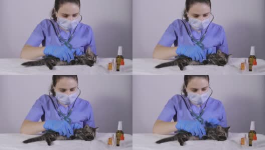 兽医用听诊器检查小猫的心脏和肺。高清在线视频素材下载