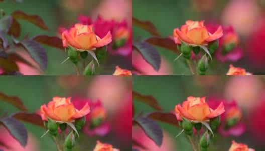 玫瑰花在多色背景/ 4K高清在线视频素材下载