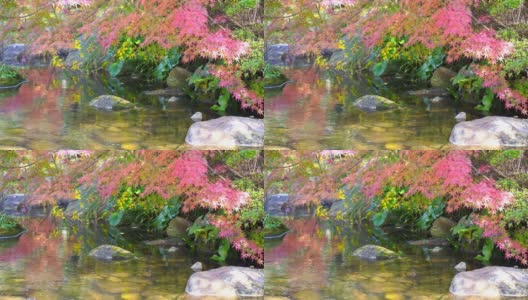 秋叶和美丽河流的意象高清在线视频素材下载