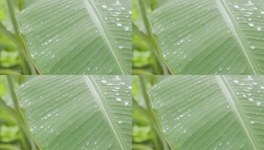 雨滴落在香蕉树叶上。高清在线视频素材下载