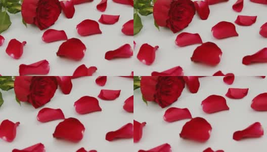 情人节。红玫瑰，白底色，花瓣。高清在线视频素材下载