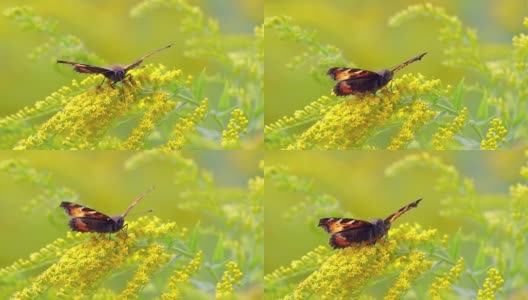 小龟甲蝴蝶(Aglais urticae, Nymphalis urticae)是一种彩色的欧亚蝴蝶在蛱蝶科。它是一种中型蝴蝶，主要是红橙色。高清在线视频素材下载