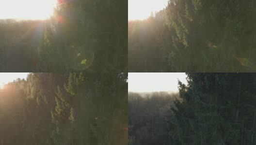 太阳升起时，无人机在森林里绕树飞行高清在线视频素材下载