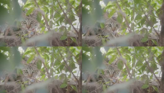 可爱的小懒猫休息在篱笆墙上的顶部，在户外花园公园的前景与绿色的自然植物看着相机。高清在线视频素材下载