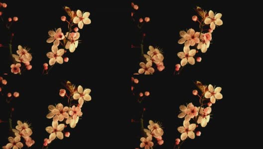 日本樱花盛开的黑色高清在线视频素材下载