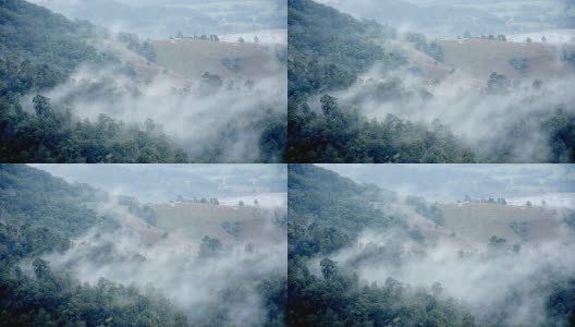 雾在森林高清在线视频素材下载