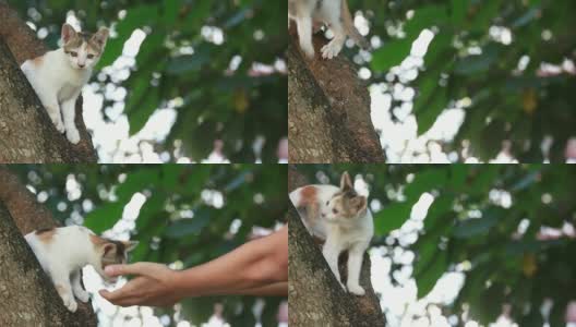 困在树上的猫，宠物救援高清在线视频素材下载
