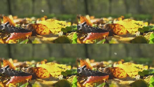 HD超级慢动作:雨滴落在秋叶上高清在线视频素材下载