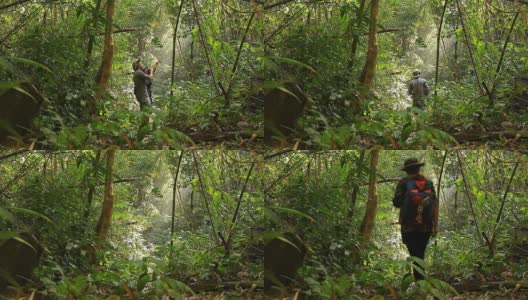 野生动物摄影师拍摄的鸟在热带雨林高清在线视频素材下载