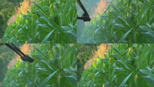 玉米田灌溉高清在线视频素材下载