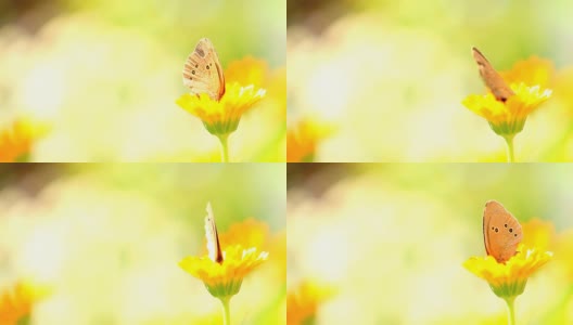 草地上花上的蝴蝶高清在线视频素材下载