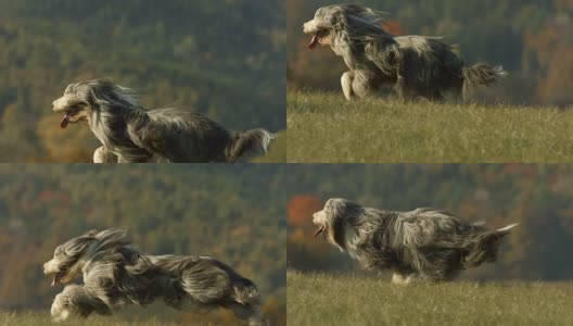高清超级慢动作:纯种狗在草地上奔跑高清在线视频素材下载