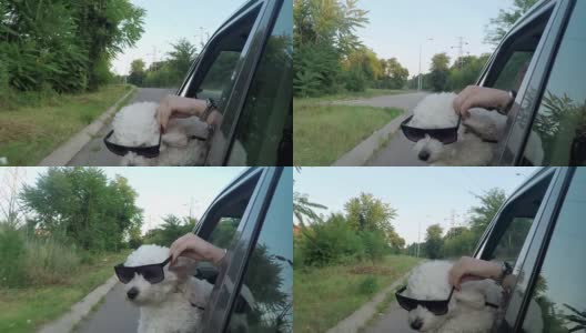 戴着墨镜往车窗外看的搞笑狗高清在线视频素材下载