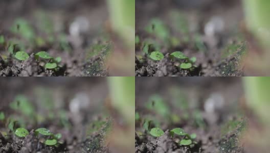 绿色的幼苗在雨中生长在地面上高清在线视频素材下载