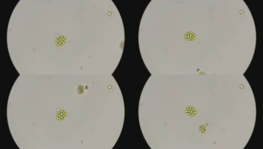 藻类秀丽隐杆线虫的显微镜下高清在线视频素材下载